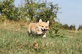 CORGI PEMBROKE 130